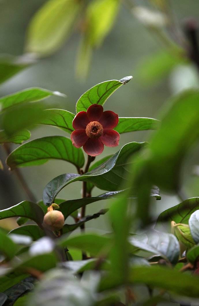  p>紫玉盘属( a href="#" data-lemmaid="8074290">学名 /a>:uvaria)