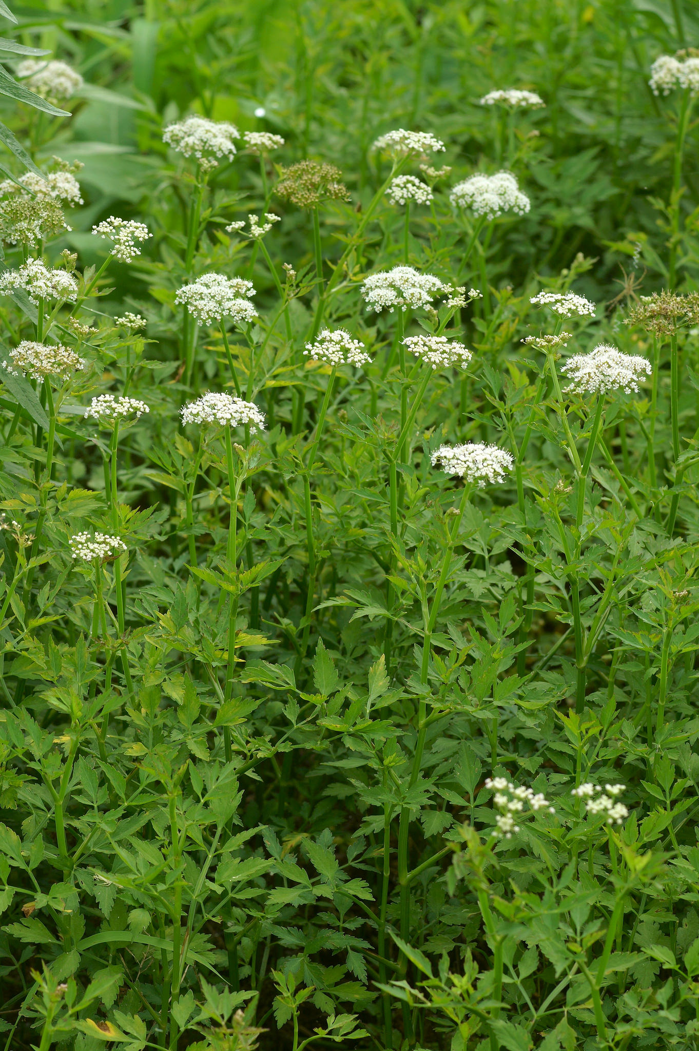 dc.)是伞形科,水芹属多年生 a>草本植物 /a>,茎直立或基部匍匐.