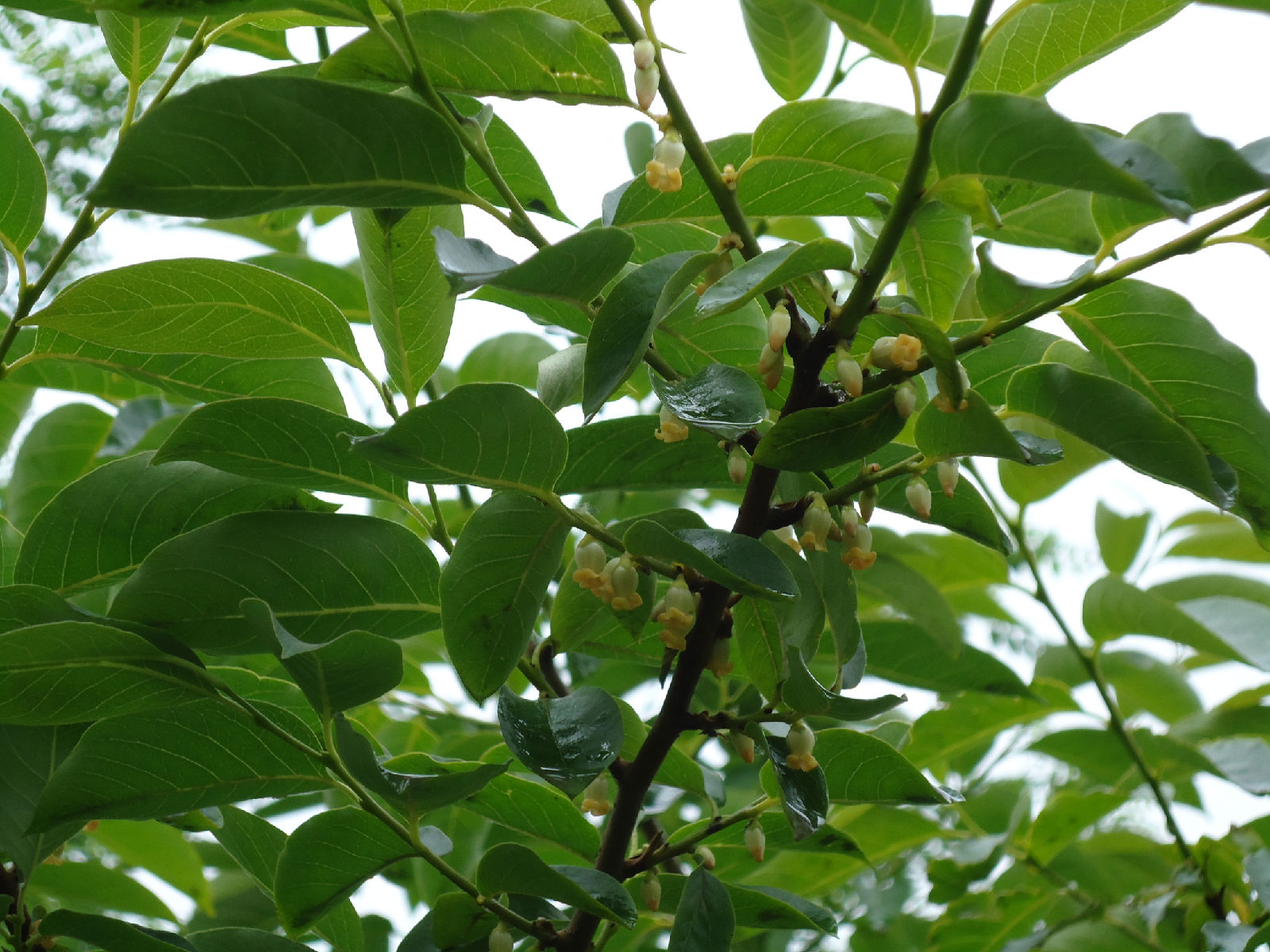  p>君迁子( i>diospyros lotus /i> l.