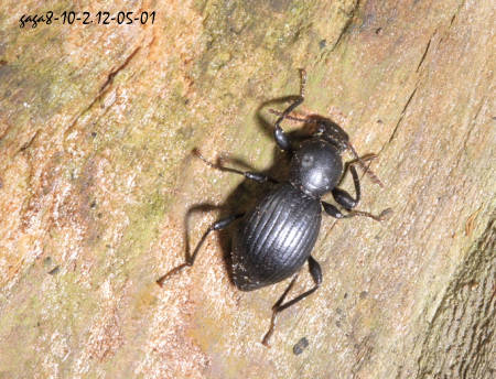 黑伪瓢拟步行虫