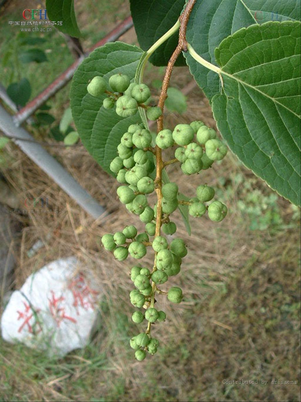 celastrus angulatus maxim.
