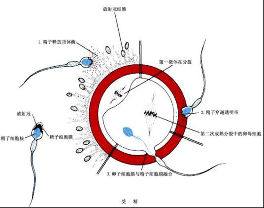 受精（全面性教育相关名词）_百度百科