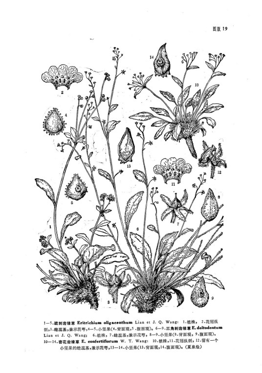 三角刺齿缘草 百度百科