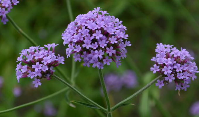  p>柳叶马鞭草(学名: i>verbena bonariensis /i> l)是马鞭草科,马鞭
