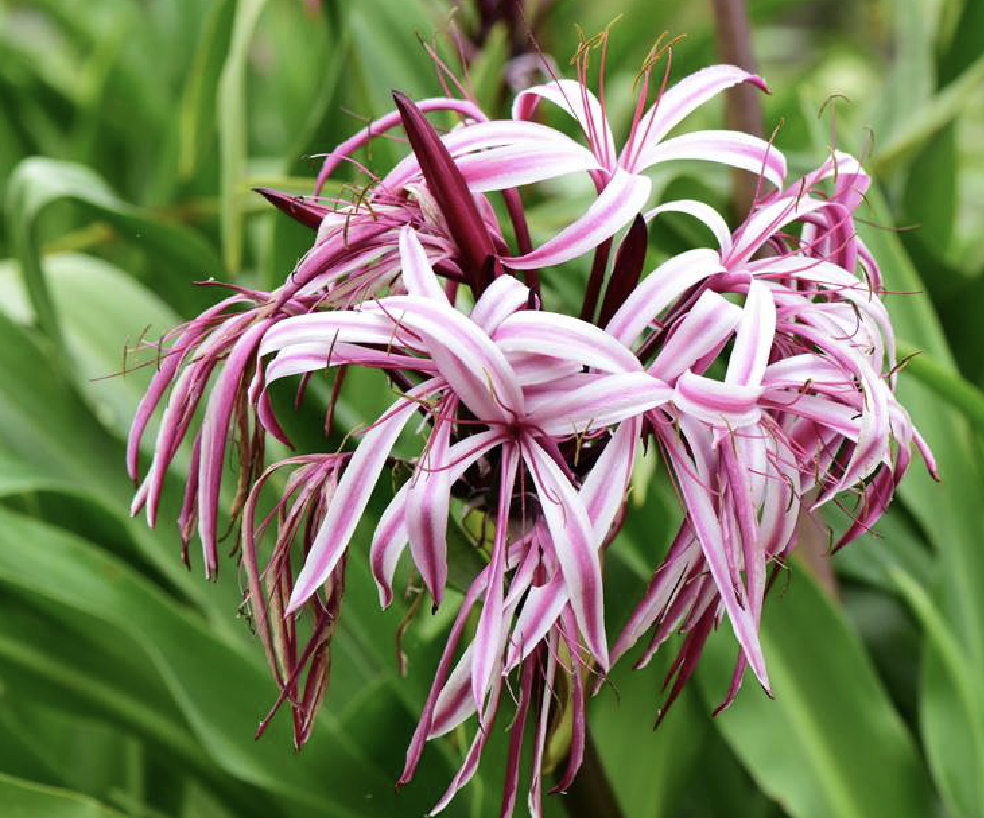  p>红花文殊兰(学名: i>crinum /i>  i>× /i>  i>amabile /i> donn