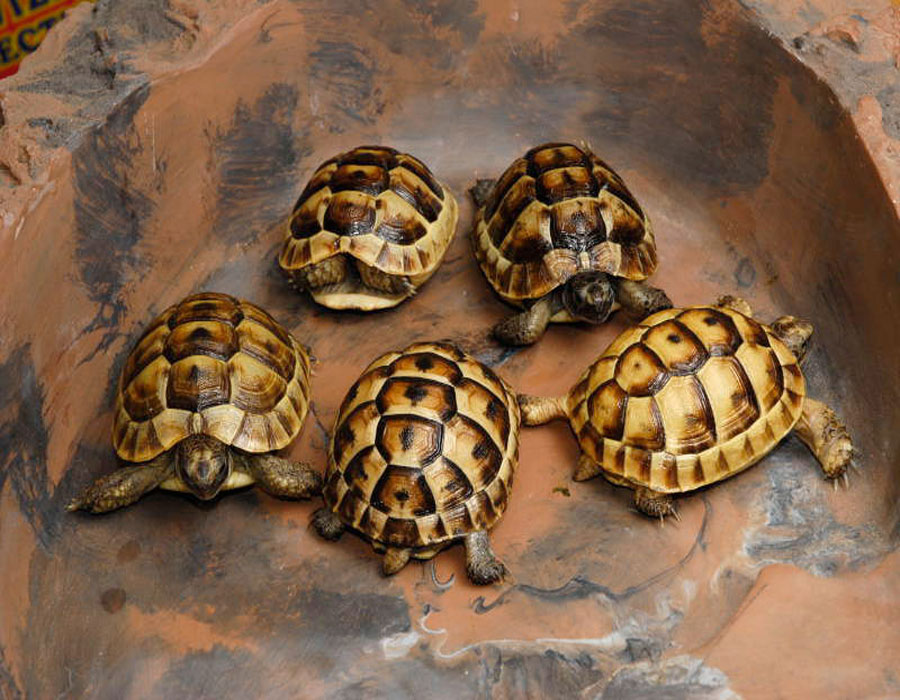  p>欧洲 a href="#">陆龟 /a>体型与体色的变异都很大,在 a href="#"