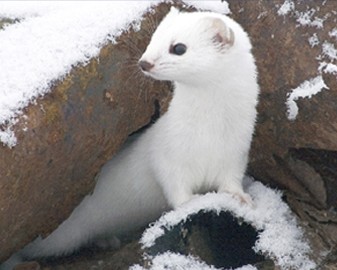  p>伶鼬(学名: i>mustela nivalis /i>),是鼬科,鼬属的动物.