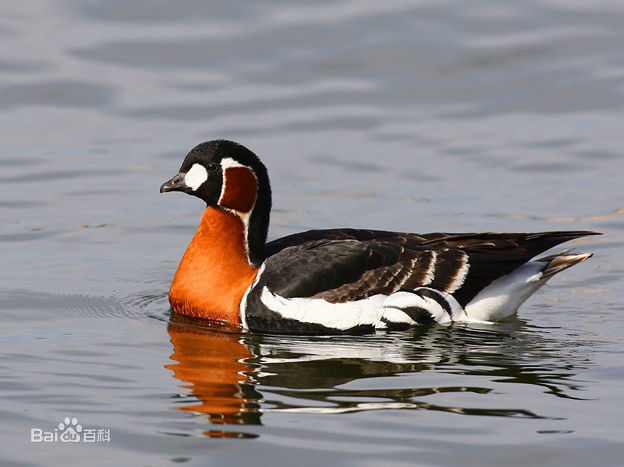 red-breasted goose