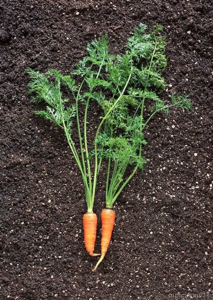 是伞形科,胡萝卜属野胡萝卜的变种,一年生或二年生 a target="_blnkk