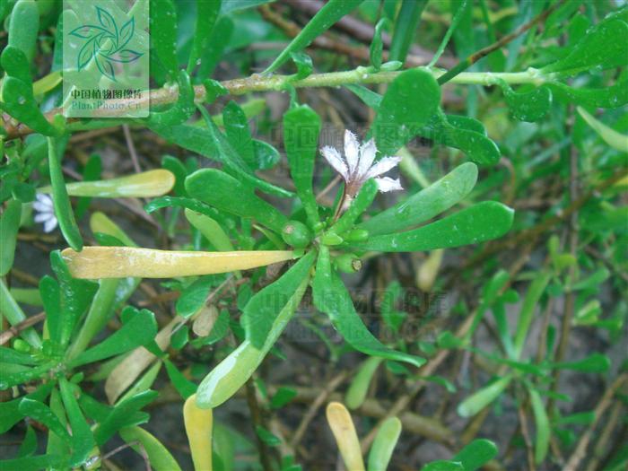 scaevola hainanensis