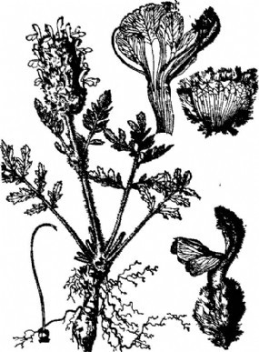  p data-id="gn8oqcu6d7">美丽沙穗系的叶大或中等大,羽状分裂或深裂