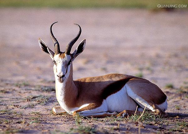 (学名: i>antidorcas marsupialis) /i>:是哺乳纲,牛科,羚羊亚科的 a