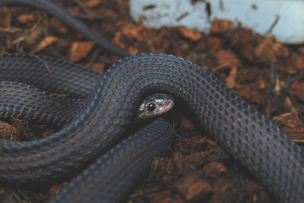  p>无毒蛇, a target="_blank" href="/item/水蛇/7866517" data