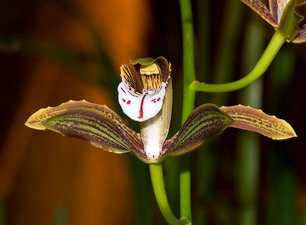  p>长叶兰(学名: i>cymbidium erythraeum /i> lindl.