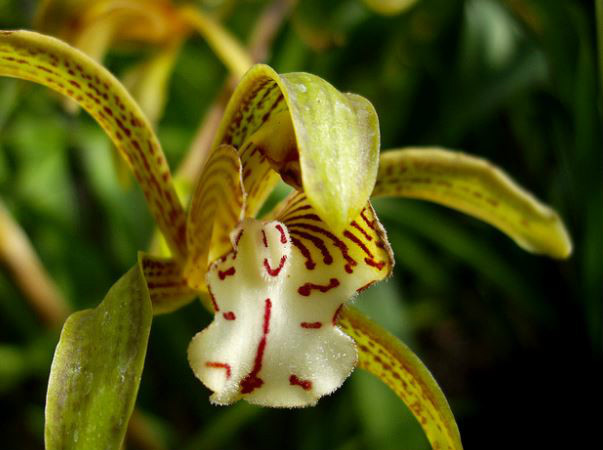  p>长叶兰(学名: i>cymbidium erythraeum /i> lindl.