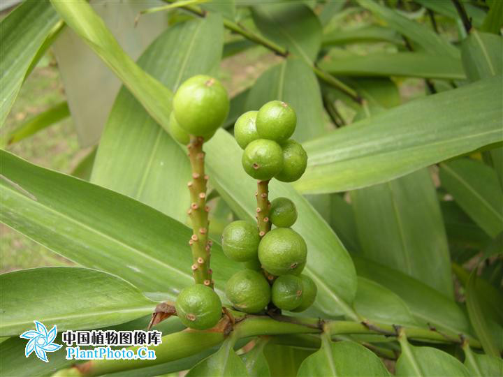 别名:益智仁,益智子.