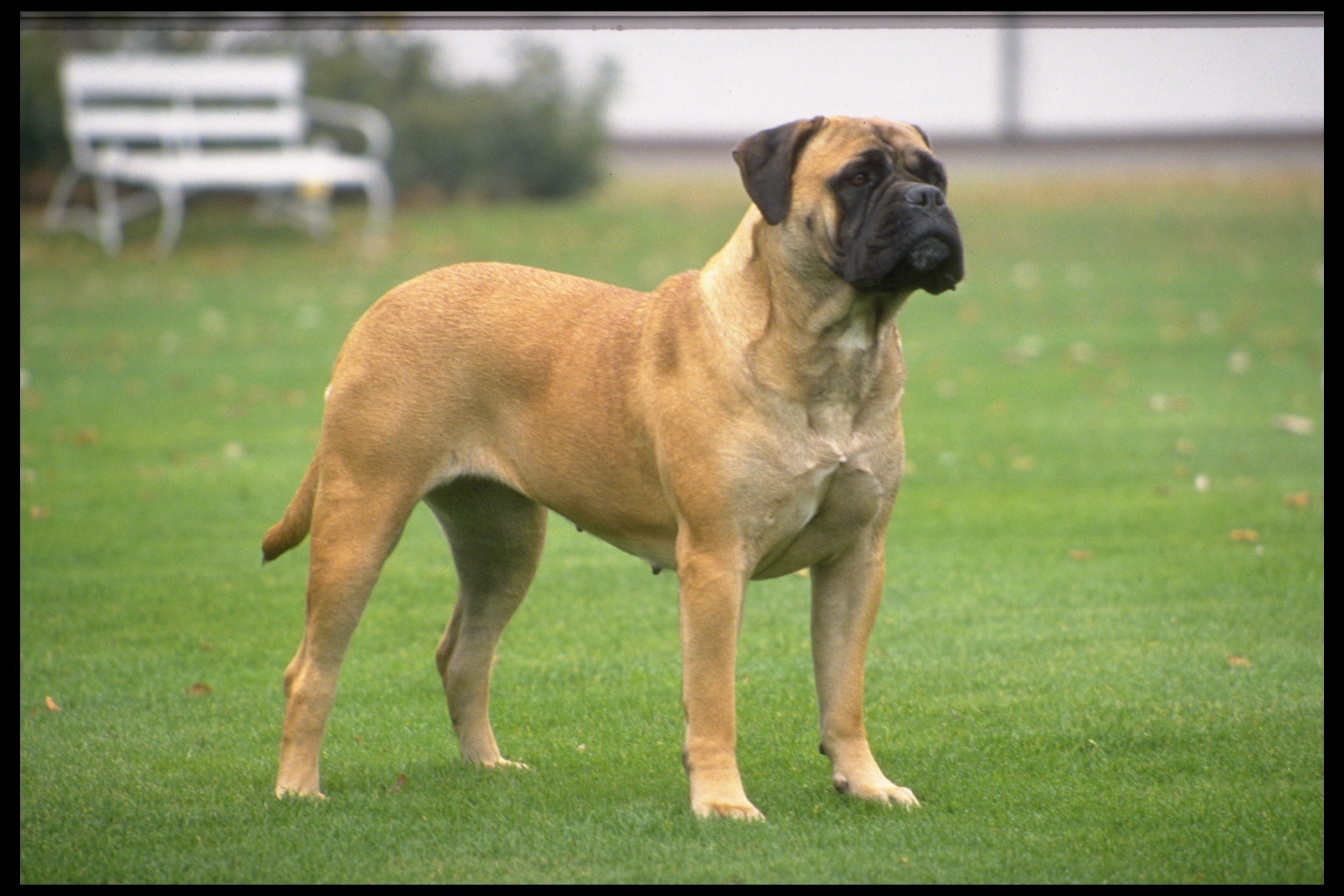 bull mastiff
