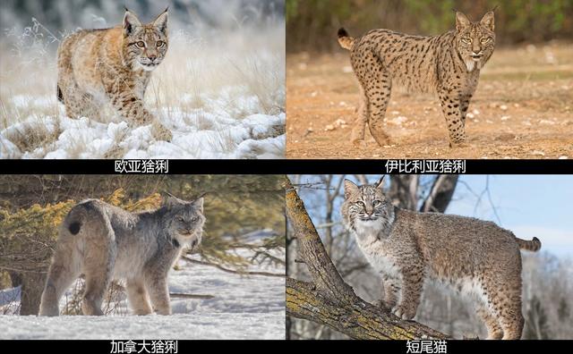 浅谈猞猁对生态系统的影响，起到了疾病控制、调节物种发展的作用_百科TA说