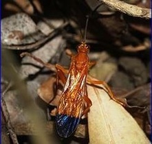 梵净山华甲茧蜂