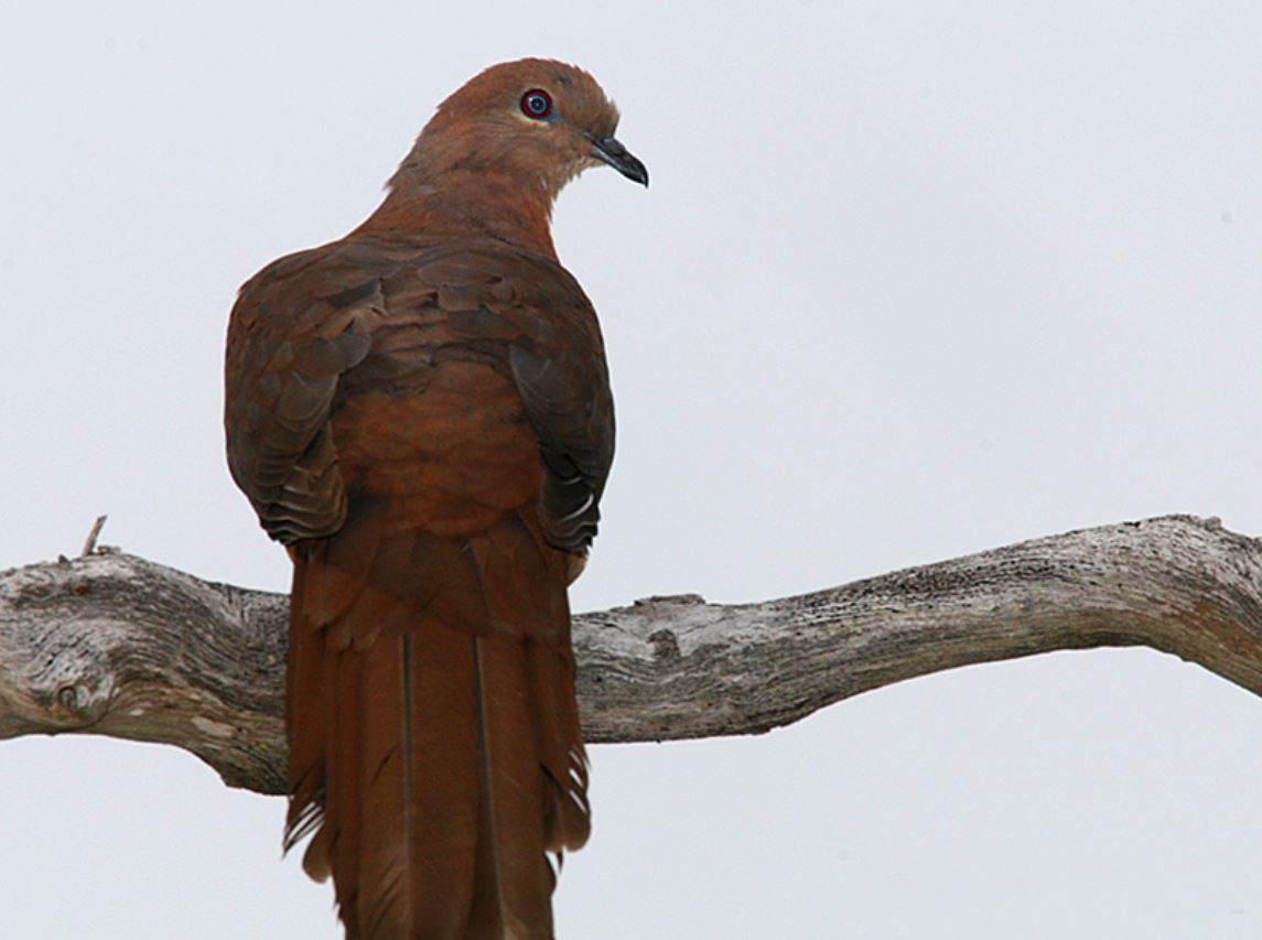 macropygia phasianella