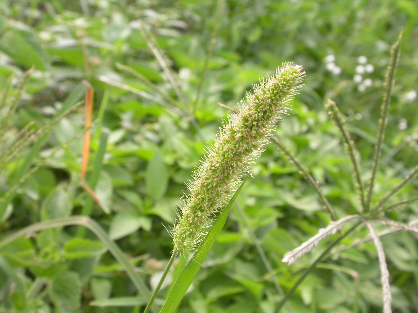  p>梯牧草(学名: i>phleum pratense /i> l.
