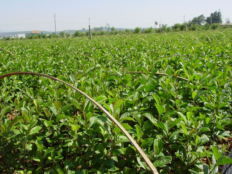  p>川滇桤木(学名: i>alnus ferdinandi-coburgii  /i>schneid.