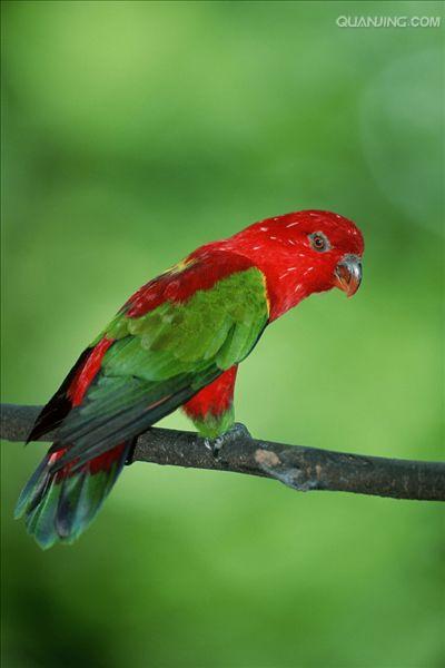  p>喋喋吸蜜鹦鹉(学名:lorius garrulus)羽色鲜艳,鸟体为红色,肩膀为