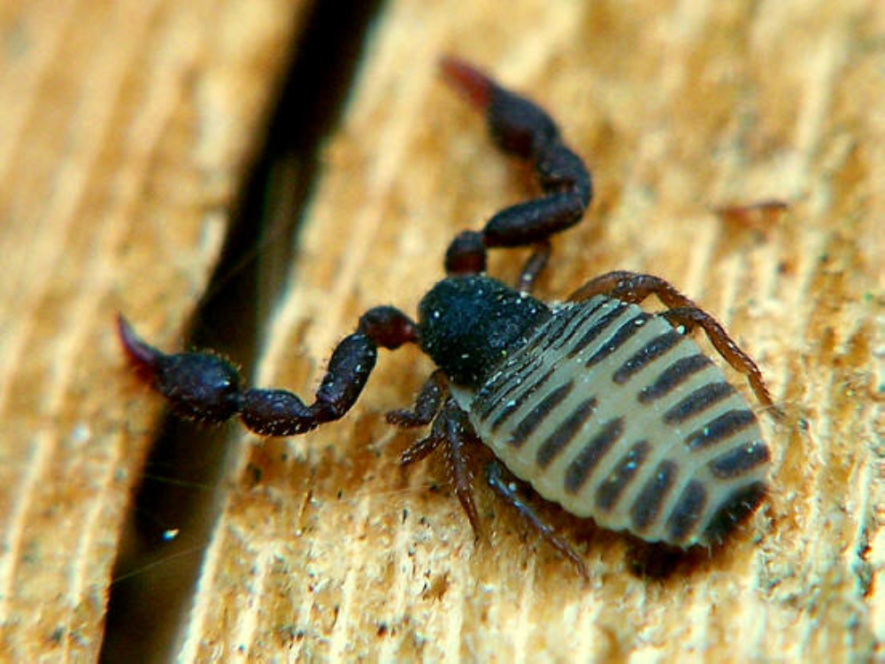  p>伪蝎:pseudoscorpionida本目动物因 a href="#" data-lemmaid="