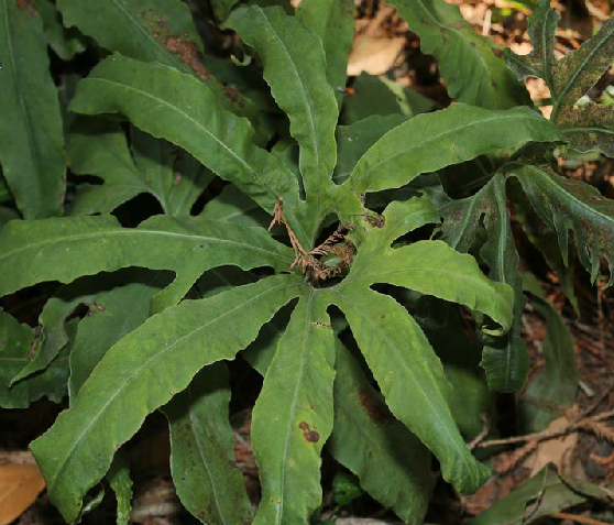  p data-id="gnaz29w058">扇蕨,中药名.