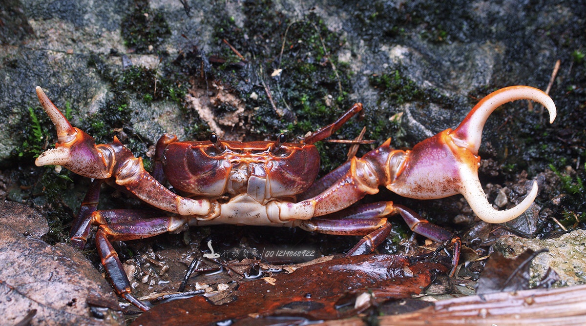 茂兰中国溪蟹