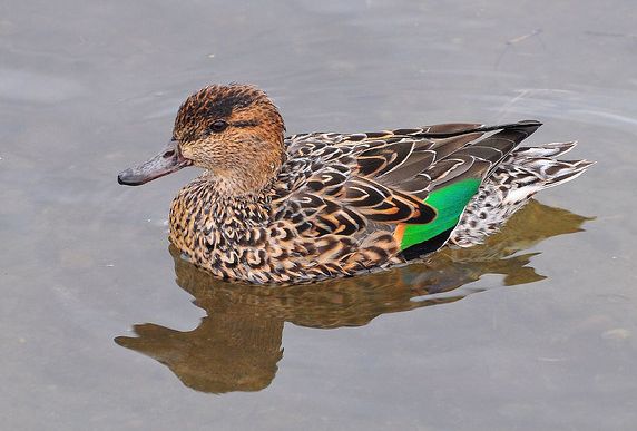 anas crecca carolinensis