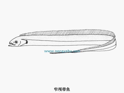  p>窄颅带鱼,学名: i>tentoriceps cristatus /i> (klunzinger, 1884)