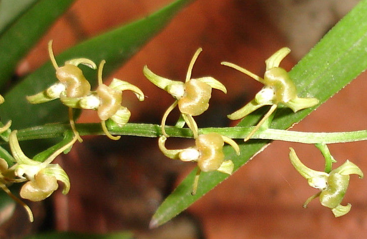 镰翅羊耳蒜海南个体