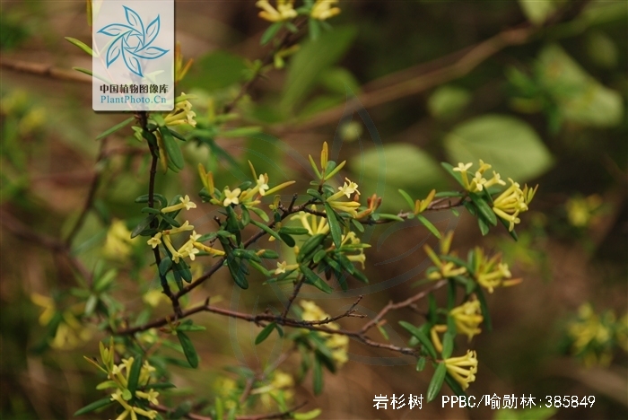  p>岩杉树,拉丁文名:wikstroemia angustifolia hemsl.
