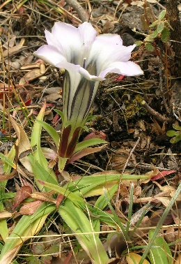  p>大花龙胆( i>gentiana szechenyii /i> kanitz)多年生 a target="