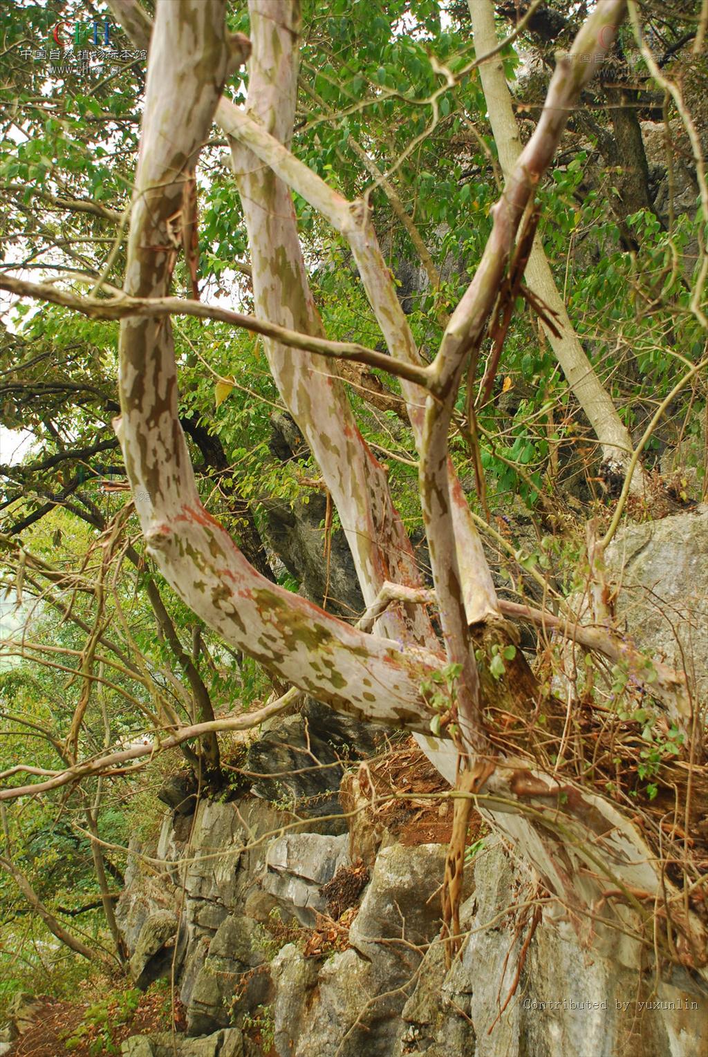 p>尾叶紫薇(  i>lagerstroemia caudata /i> chun et how ex s.