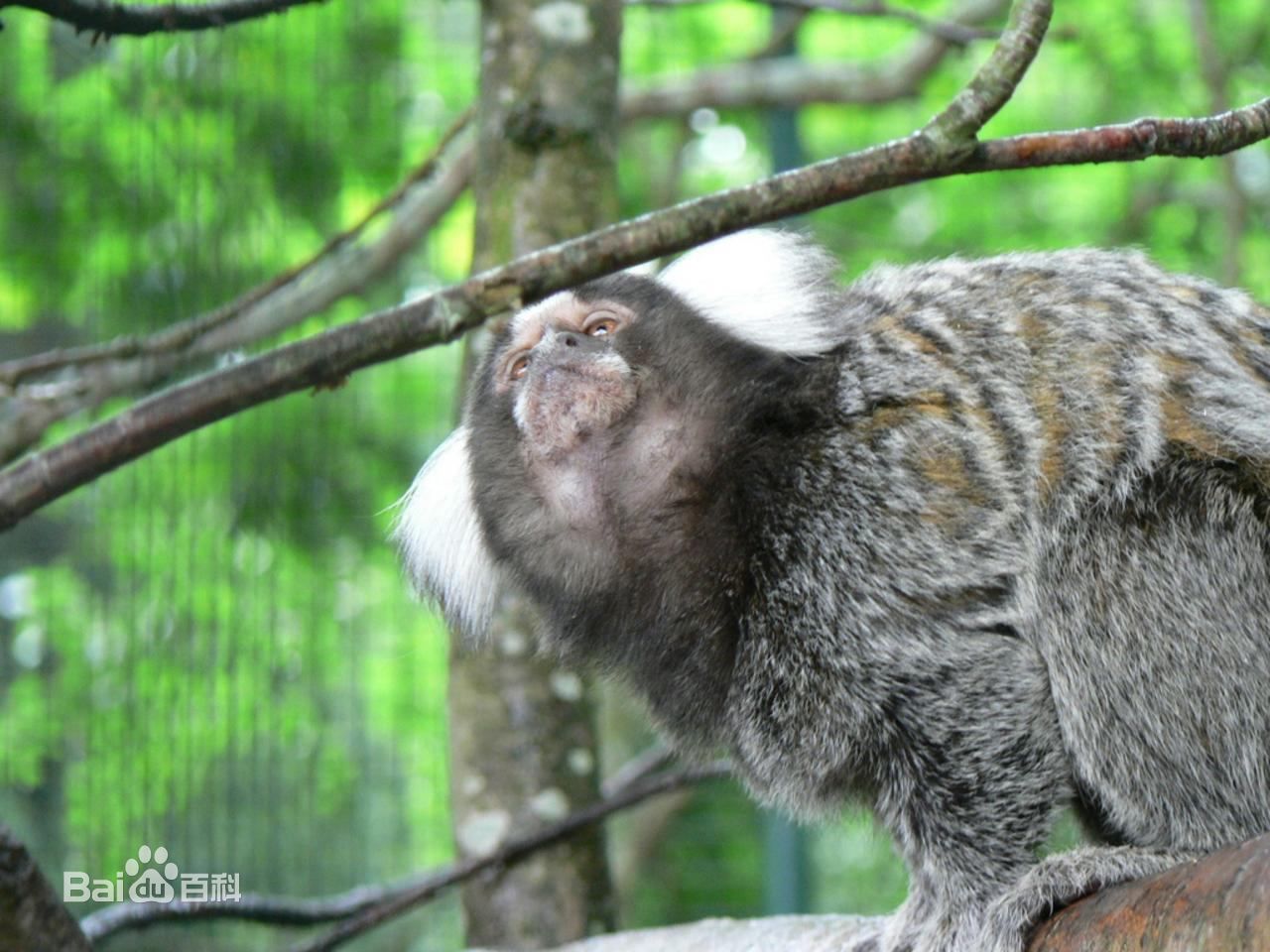  p>普通狨(学名: i>callithrix jacchus /i>)体型比 a target="_blank