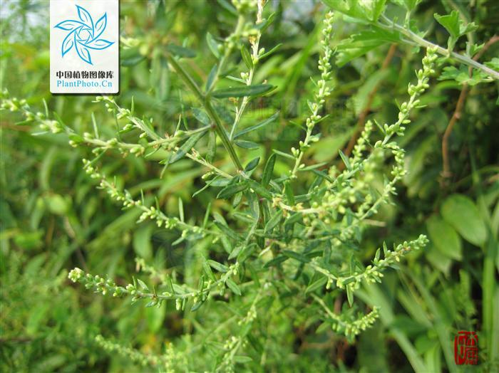  p>矮蒿,多年生草本.