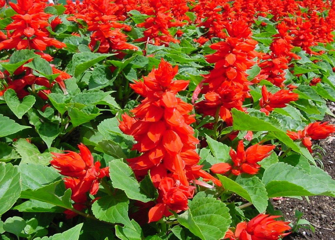  p>鬃尾草属( a target="_blank" href="/item/学名/8074290" data