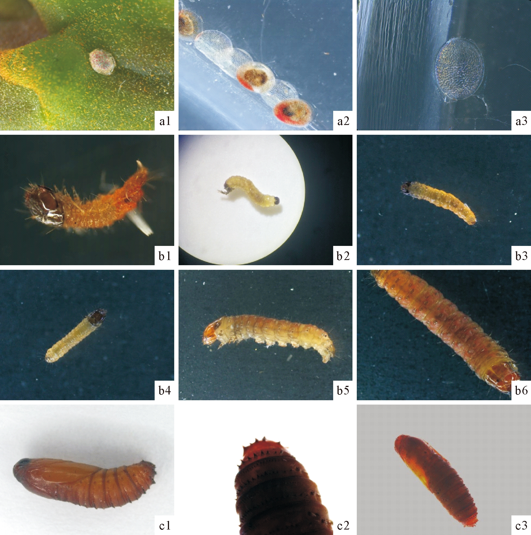 荔枝异型小卷蛾