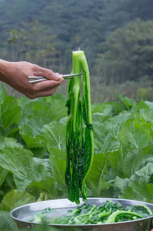  p>福田菜心,广东省惠州市 a target="_blank" href="/item/博罗县