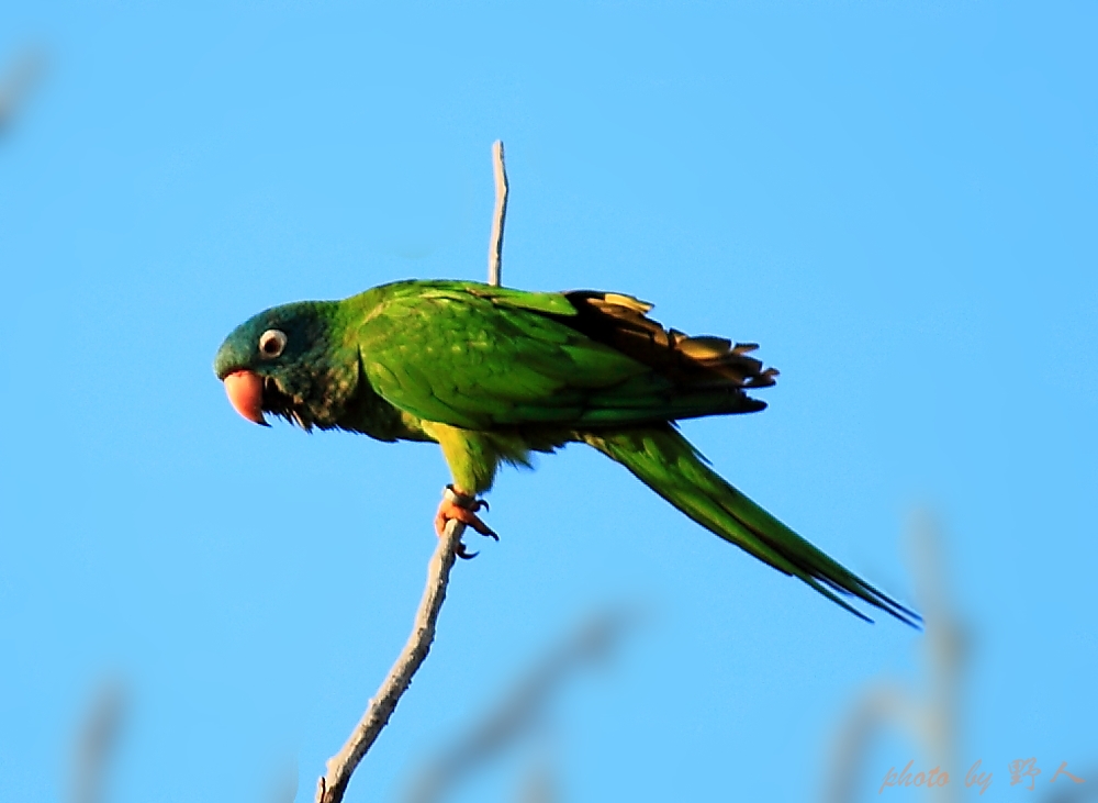  p>南方锥尾鹦鹉智利亚种为鸟纲,鹦形目,鹦鹉科, a target="_blank"