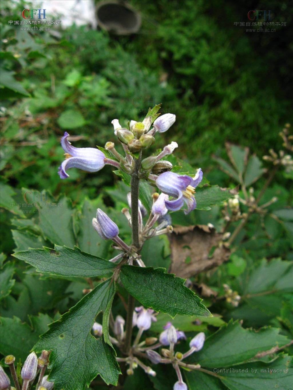 植物,茎被柔毛;三出复叶;小叶纸质,宽卵形,五角形或近圆形,先端短渐尖