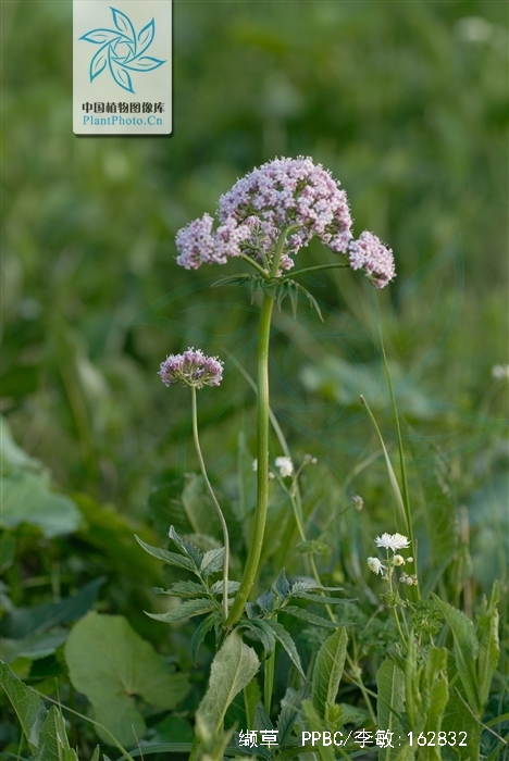  p>缬草(拉丁学名: i>valeriana officinalis /i> l.