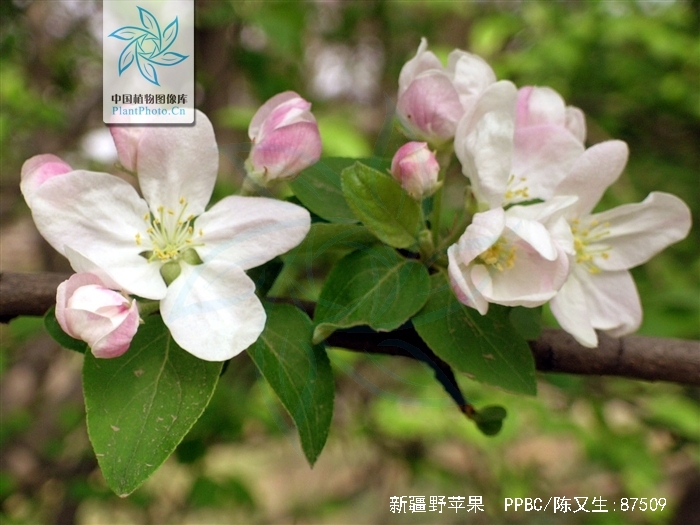 是蔷薇科,苹果属 a href="#" data-lemmaid="33239">乔木 /a>,高达