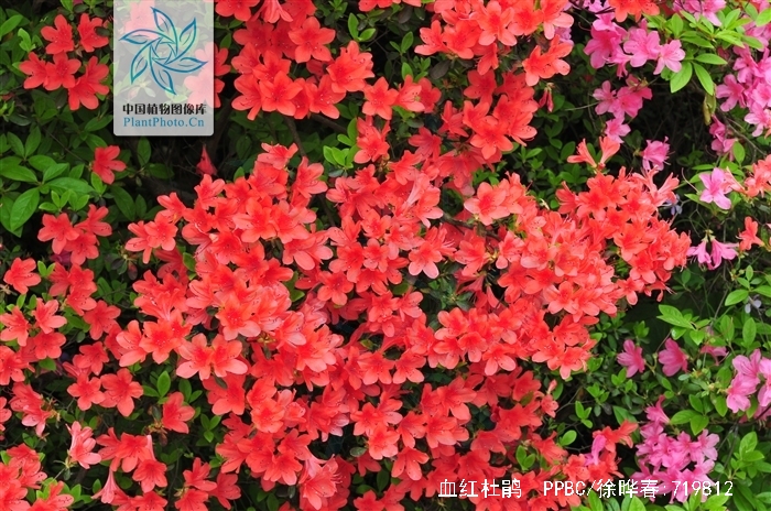  p>血红杜鹃(学名: i>rhododendron sanguineum /i> franch.