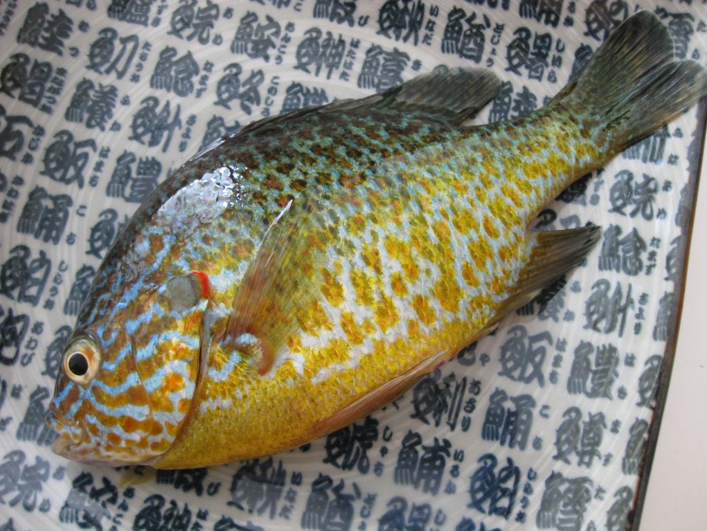  p>太阳鱼, a target="_blank" href="/item/淡水鱼类/4446197" data