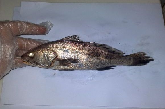  p>双棘原黄姑鱼又名双棘黄姑鱼, i>protonibea diacanthus  /i>(lace