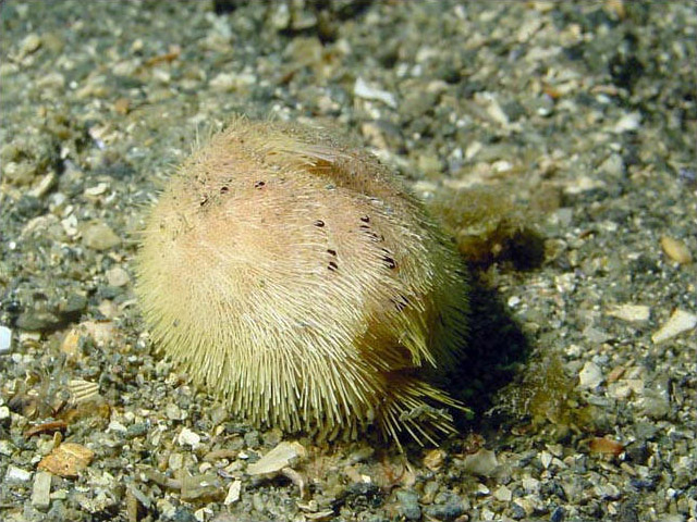 echinocardium cordatum /i>):是一种普通的 a href="#">心形海胆 /a>