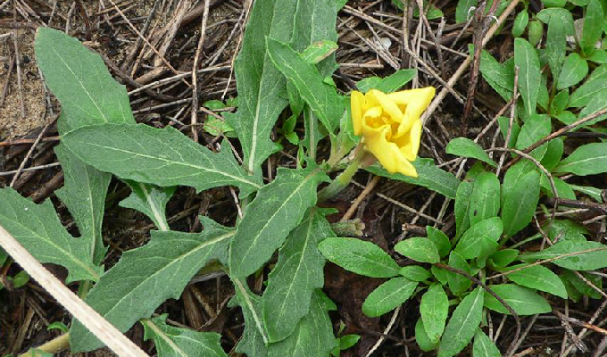  p>裂叶月见草,拉丁文名:oenothera laciniata hill.